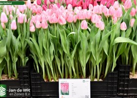 Tulipa Cacharel ® (1)